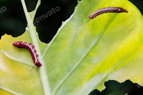 Preview: A Caterpillar Eating a Green Leaf