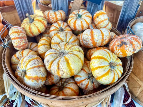 Preview: A Basket of Mini Tiger Striped Pumpkins