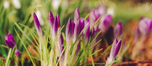 Preview: Closeup view of the spring flowers in the park