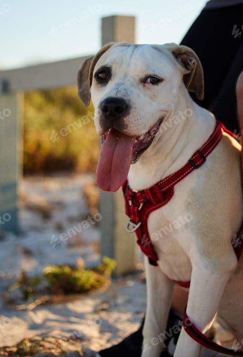 Preview: Im always thirsty after my walk. Cropped shot of a dog sitting outside.