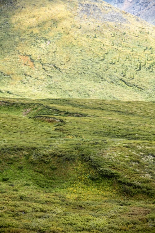 Preview: scenic view of mountains covered with green grass and plants, Altai, Russia