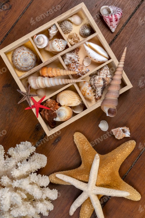 Preview: Seashell Collection