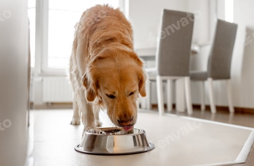 Preview: Golden Retriever Dog Eats From Bowl In Kitchen