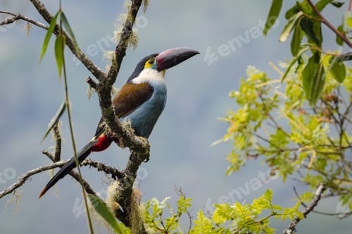 Preview: Amazing and colorful toucan perched in a bush