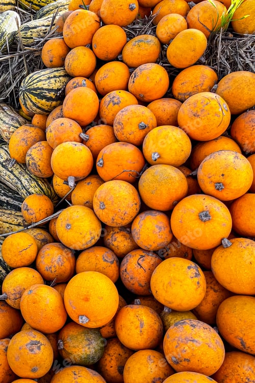 Preview: pumpkin fresh harvest different types and varieties of pumpkin outdoor copy space food background