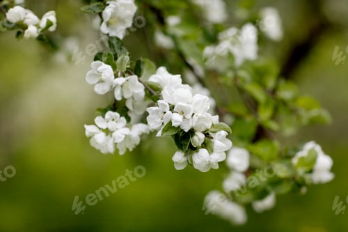 Preview: White Apple flowers on the background of a spring garden