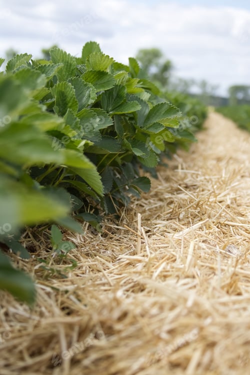 Preview: Strawberry bushes neatly lined with hay on a field prepared for the self-harvest season