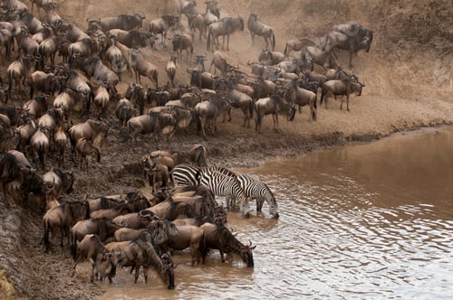 Preview: A bustling watering hole where zebras and wildebeests gather