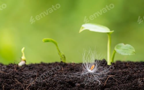 Preview: Calotropis gigantea seed landed on ground with little sprouts are growing on greenery background