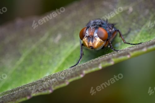 Preview: Red-eyed blue fly calmly perched on a leaf diagonally