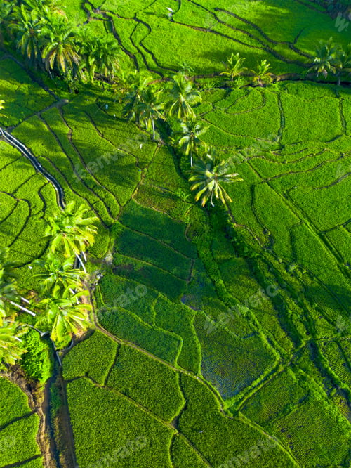 Preview: beauty landscape paddy fields natural beautiful morning view from asia