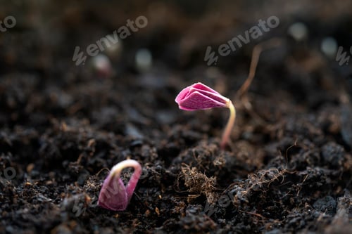Preview: Purple shamrock seedlings in a pot, closeup macro