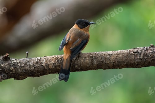 Preview: Rufous sibia
