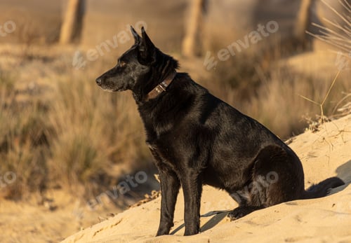 Preview: Black dog sits in the sand, gazing at the horizon contemplatively.