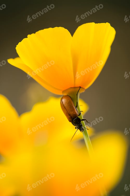 Preview: Red insect on stem of golden poppy flower,