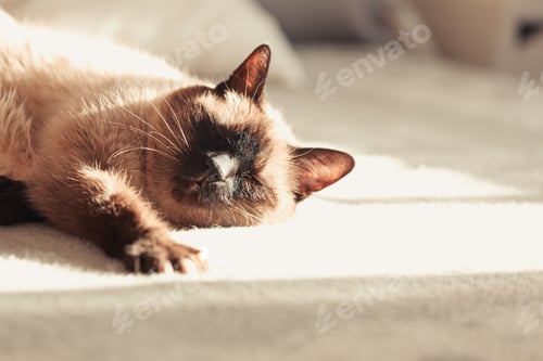 Preview: A close up of a siamese cat sleeping over a bed with the eyes closed during a bright day