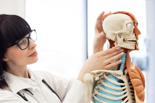Preview: Doctor studying human anatomy model in medical office