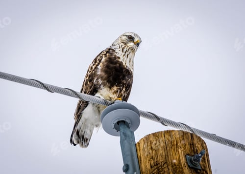 Preview: Majestic Hawk perched on a power line