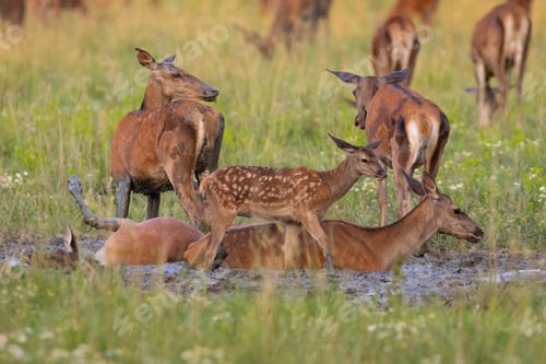 Preview: Red deer hind and fawn lying in water and mud in summer to cool down