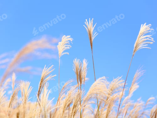 Preview: grass in autumn