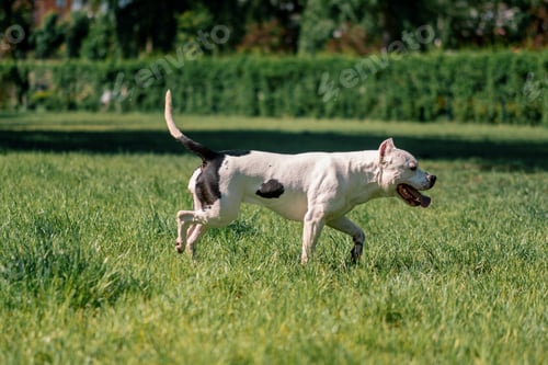 Preview: white dog pitbull staffordshire terrier on walk in the park playing on the grass summer animals