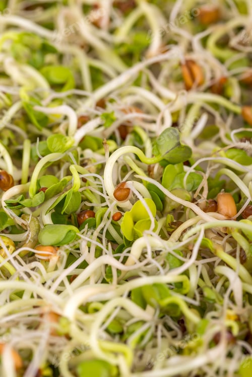 Preview: Fresh sprouts