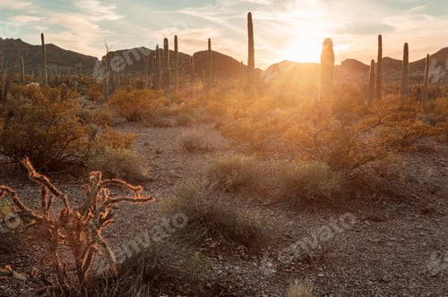 Preview: Cactus