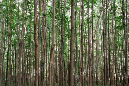 Preview: Birch tree in green forest