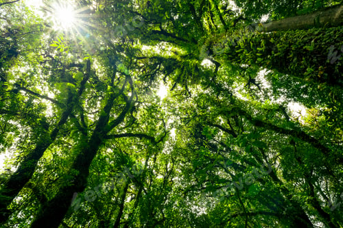 Preview: Green tree forest with sunlight through green leaves. Natural carbon capture and carbon credit