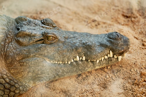 Preview: Large crocodile resting on the ground with its head raised up, facing forward