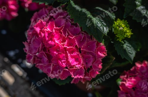 Preview: Red flower Hydrangea macrophylla