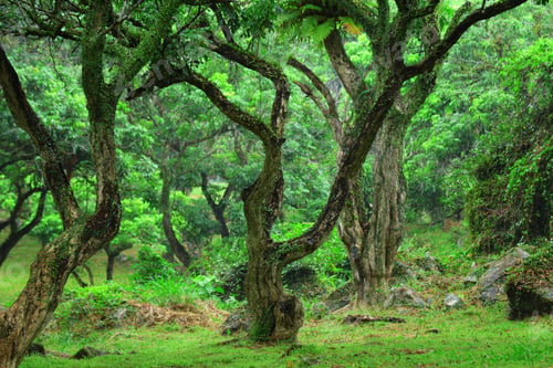 Preview: tree in forest