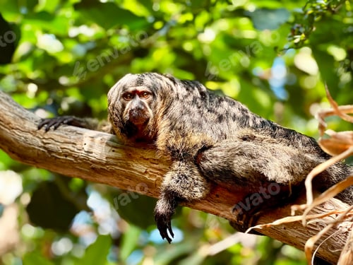 Preview: Cute Brown Hairy Sloth Hanging on Tropical Tree With Green Leaves In Jungles In Light And Shadows