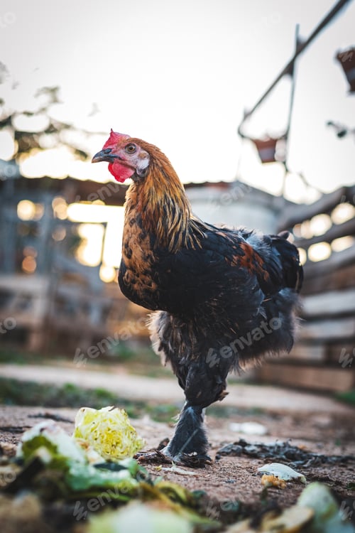 Preview: Profile view of a hen outdoors