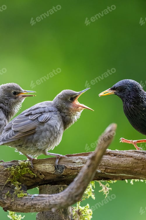 Preview: Closeup of three birds fighting with each other on a tree branch in the forest