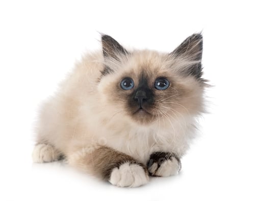 Preview: birman kitten in studio