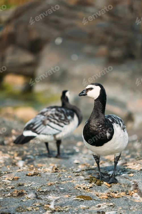 Preview: Two Barnacle Geese Or Branta Leucopsis, The Wild Sea Northern Bi