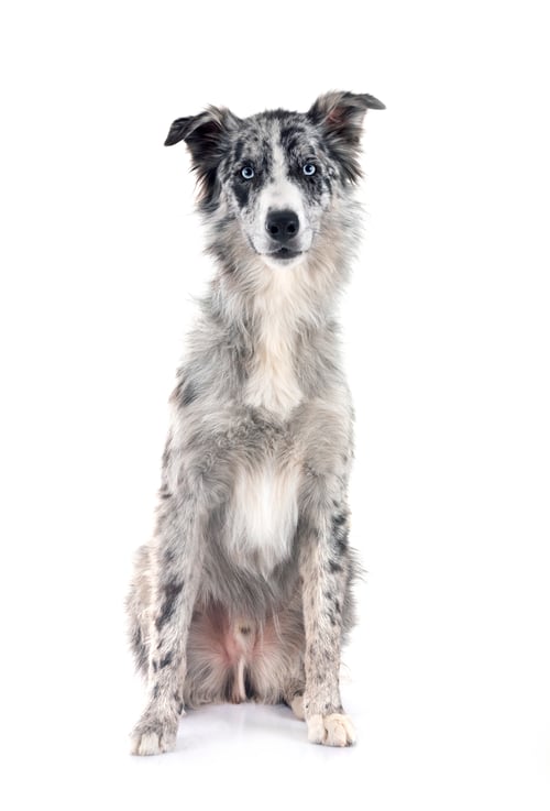 Preview: border collie in studio