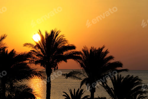 Preview: Silhouettes of palm trees above the sea and rising sun