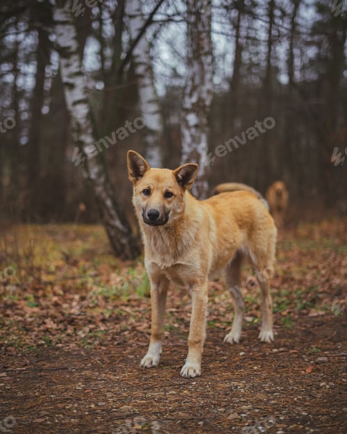Preview: Ginger stray street dog in forest or park looking sad and hungry in cold weather lonely abandoned