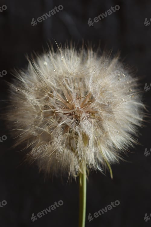 Preview: Dandelion
