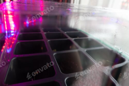 Preview: small sprouts in a box in the light of a phytolamp. close-up.