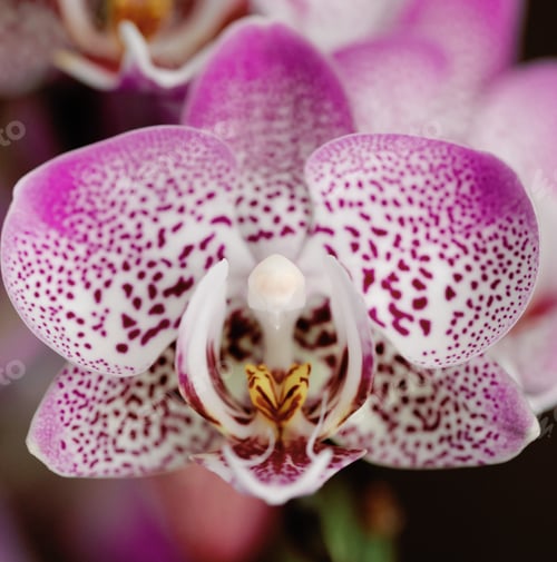 Preview: Macro shot of a pink flower