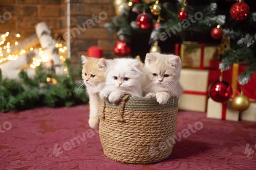 Preview: British chinchilla kittens sit in a basket under a Christmas tree