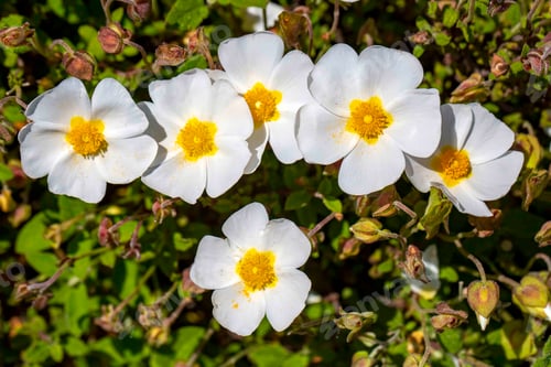 Preview: Laden; It is a plant species Cistus genus of the Cistaceae family.