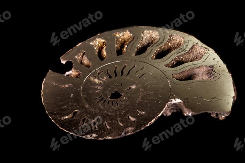 Preview: Macro mineral stone Ammonite shell on a black background