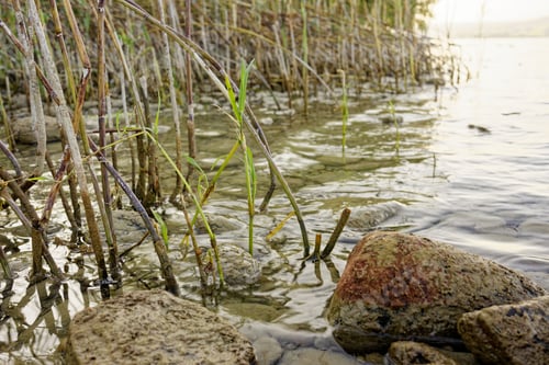 Preview: Reeds by a Rocky Lakeshore