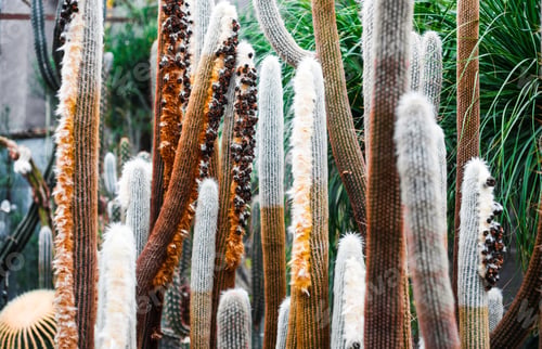 Preview: Cactus in the greenhouse