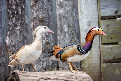 Preview: Two Mandarin ducks portrait