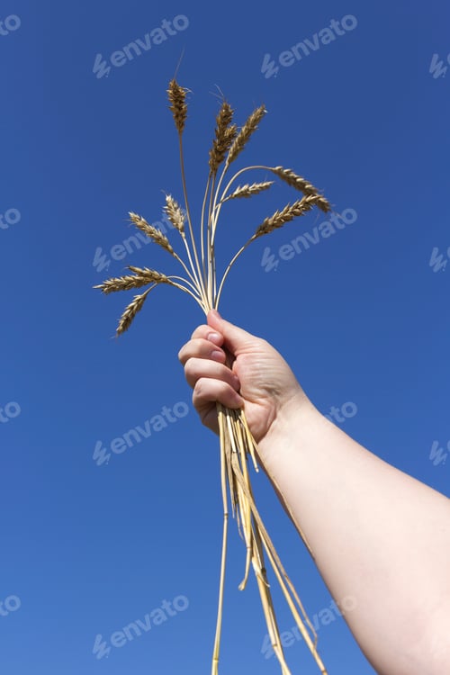 Preview: Hand Holding Golden Wheat Against a Blue Sky